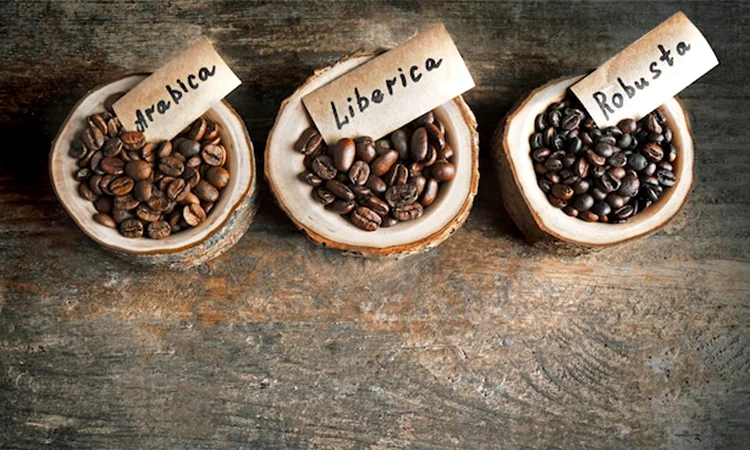 انواع قهوه براساس نژاد